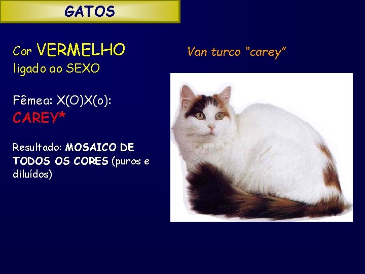 GATOS Cor VERMELHO ligado ao SEXO Fêmea: X(O)X(o): CAREY* Resultado: MOSAICO DE TODOS OS