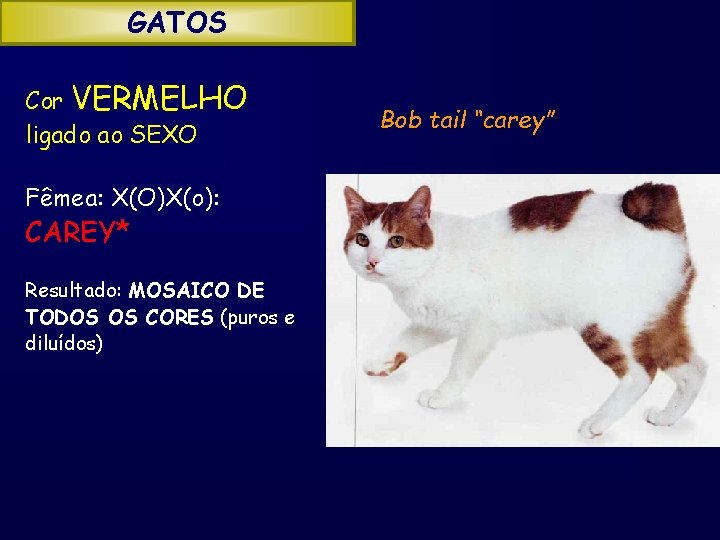 GATOS Cor VERMELHO ligado ao SEXO Fêmea: X(O)X(o): CAREY* Resultado: MOSAICO DE TODOS OS