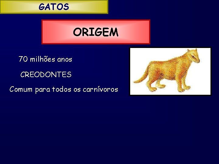 GATOS ORIGEM 70 milhões anos CREODONTES Comum para todos os carnívoros 