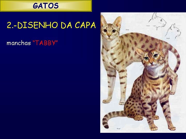 GATOS 2. -DISENHO DA CAPA manchas “TABBY” 