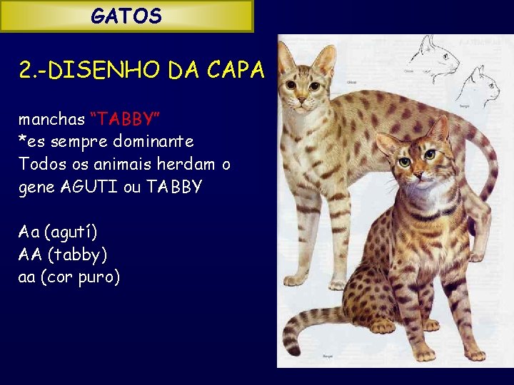 GATOS 2. -DISENHO DA CAPA manchas “TABBY” *es sempre dominante Todos os animais herdam
