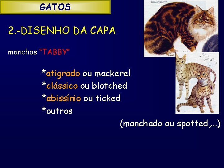 GATOS 2. -DISENHO DA CAPA manchas “TABBY” *atigrado ou mackerel *clássico ou blotched *abissínio