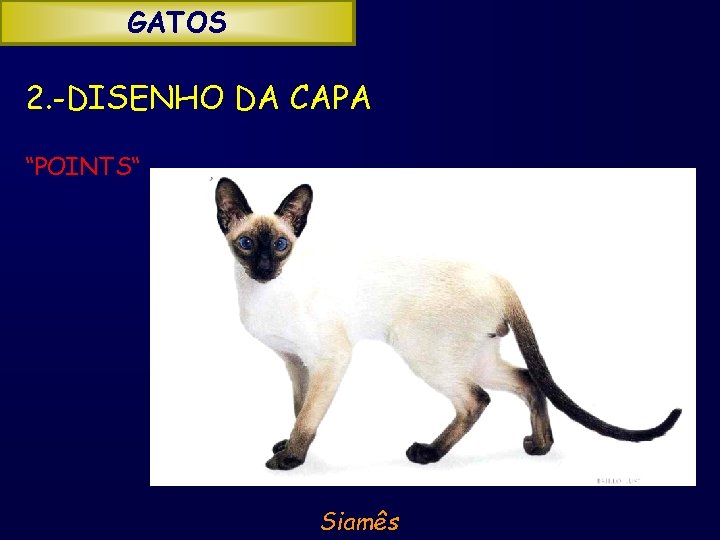 GATOS 2. -DISENHO DA CAPA “POINTS“ Siamês 