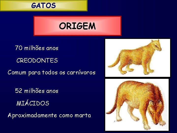 GATOS ORIGEM 70 milhões anos CREODONTES Comum para todos os carnívoros 52 milhões anos