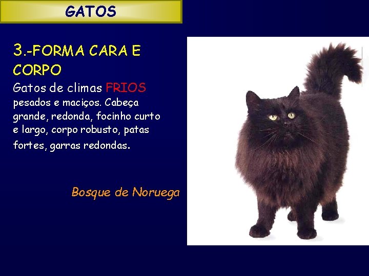 GATOS 3. -FORMA CARA E CORPO Gatos de climas FRIOS pesados e maciços. Cabeça