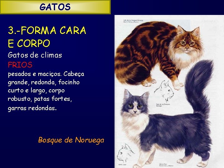 GATOS 3. -FORMA CARA E CORPO Gatos de climas FRIOS pesados e maciços. Cabeça