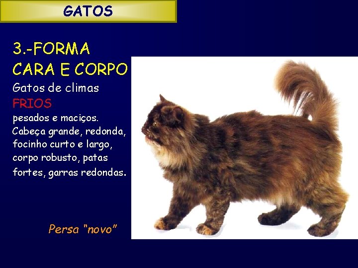 GATOS 3. -FORMA CARA E CORPO Gatos de climas FRIOS pesados e maciços. Cabeça