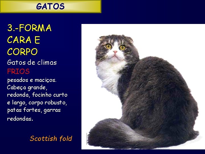 GATOS 3. -FORMA CARA E CORPO Gatos de climas FRIOS pesados e maciços. Cabeça