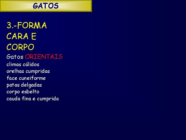 GATOS 3. -FORMA CARA E CORPO Gatos ORIENTAIS climas cálidos orelhas cumpridas face cuneiforme