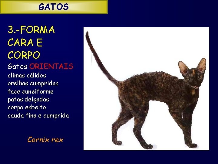 GATOS 3. -FORMA CARA E CORPO Gatos ORIENTAIS climas cálidos orelhas cumpridas face cuneiforme
