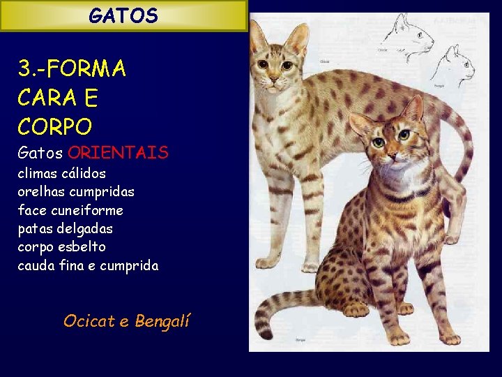 GATOS 3. -FORMA CARA E CORPO Gatos ORIENTAIS climas cálidos orelhas cumpridas face cuneiforme