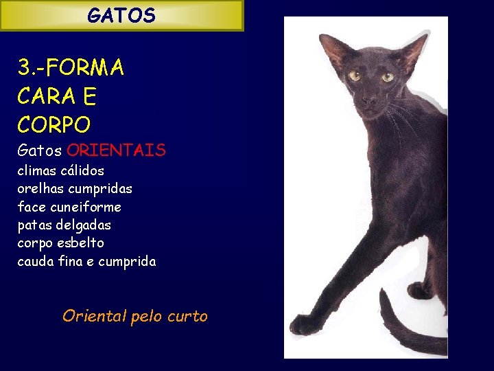 GATOS 3. -FORMA CARA E CORPO Gatos ORIENTAIS climas cálidos orelhas cumpridas face cuneiforme
