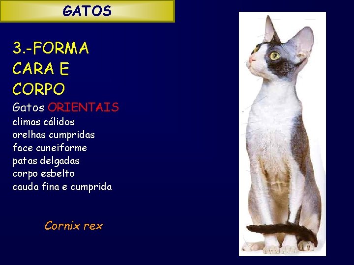 GATOS 3. -FORMA CARA E CORPO Gatos ORIENTAIS climas cálidos orelhas cumpridas face cuneiforme