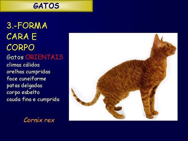 GATOS 3. -FORMA CARA E CORPO Gatos ORIENTAIS climas cálidos orelhas cumpridas face cuneiforme