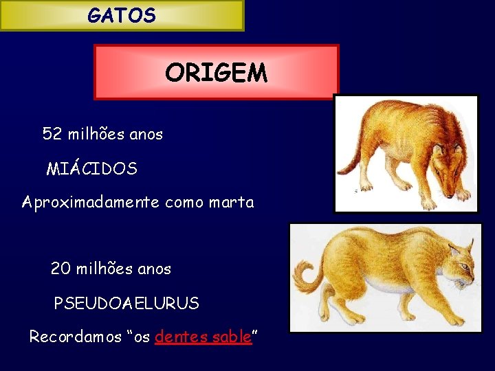 GATOS ORIGEM 52 milhões anos MIÁCIDOS Aproximadamente como marta 20 milhões anos PSEUDOAELURUS Recordamos