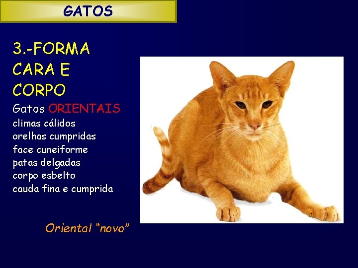 GATOS 3. -FORMA CARA E CORPO Gatos ORIENTAIS climas cálidos orelhas cumpridas face cuneiforme