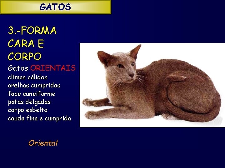 GATOS 3. -FORMA CARA E CORPO Gatos ORIENTAIS climas cálidos orelhas cumpridas face cuneiforme