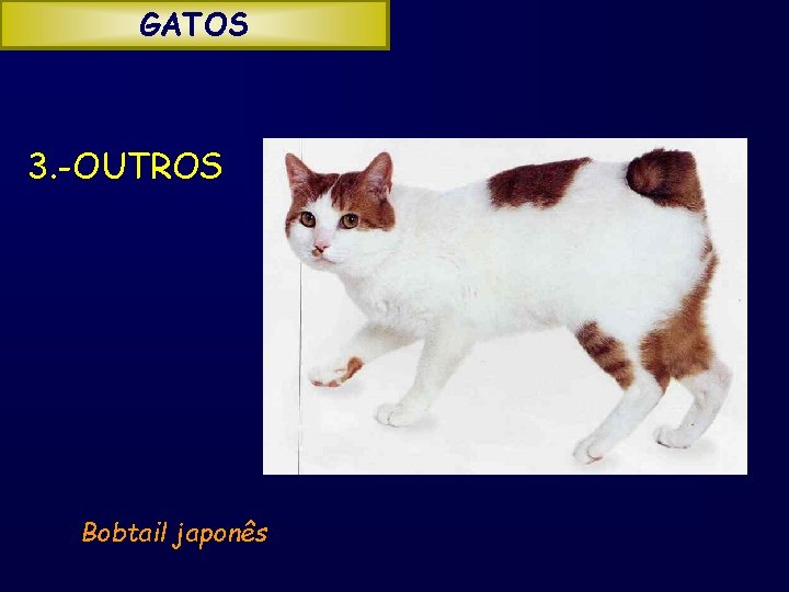 GATOS 3. -OUTROS Bobtail japonês 
