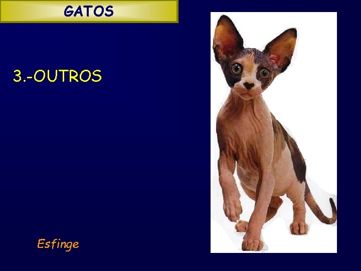 GATOS 3. -OUTROS Esfinge 