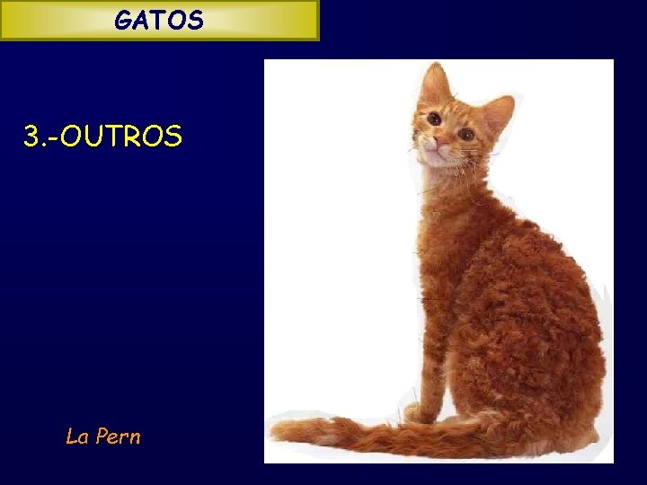 GATOS 3. -OUTROS La Pern 