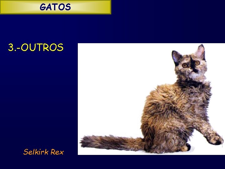GATOS 3. -OUTROS Selkirk Rex 