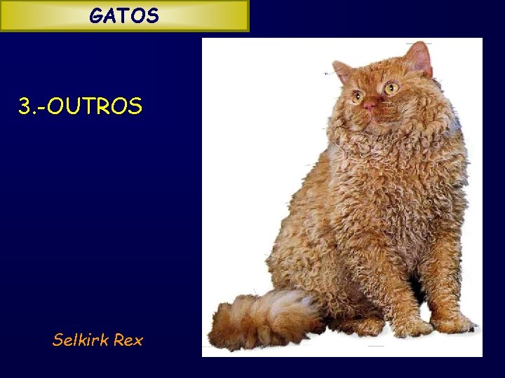 GATOS 3. -OUTROS Selkirk Rex 