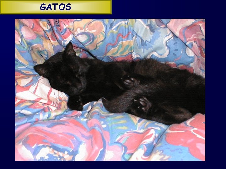 GATOS 