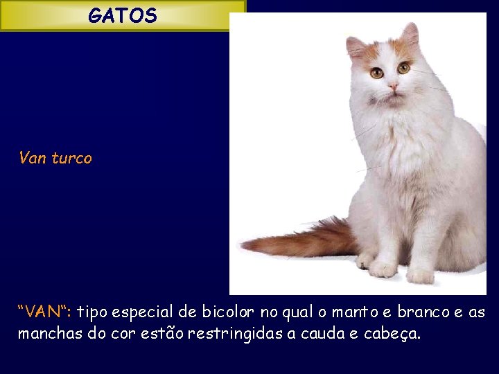 GATOS Van turco “VAN“: tipo especial de bicolor no qual o manto e branco