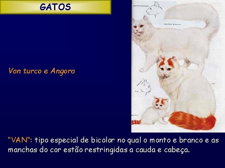 GATOS Van turco e Angora “VAN“: tipo especial de bicolor no qual o monto