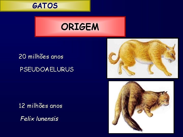 GATOS ORIGEM 20 milhões anos PSEUDOAELURUS 12 milhões anos Felix lunensis 