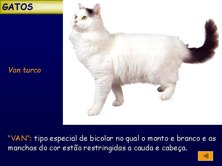 GATOS Van turco “VAN“: tipo especial de bicolor no qual o monto e branco