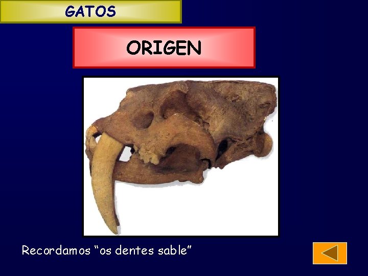 GATOS ORIGEN Recordamos “os dentes sable” 