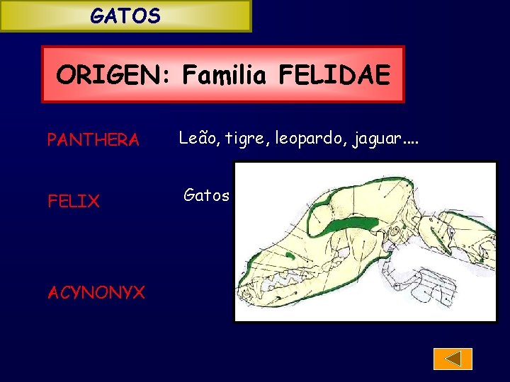 GATOS ORIGEN: Familia FELIDAE PANTHERA Leão, tigre, leopardo, jaguar. . FELIX Gatos ACYNONYX 