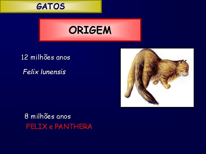 GATOS ORIGEM 12 milhões anos Felix lunensis 8 milhões anos FELIX e PANTHERA 