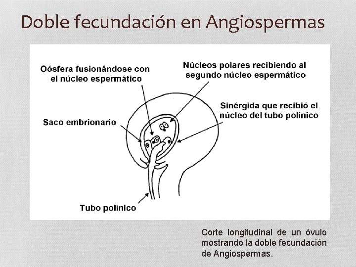 Doble fecundación en Angiospermas Corte longitudinal de un óvulo mostrando la doble fecundación de