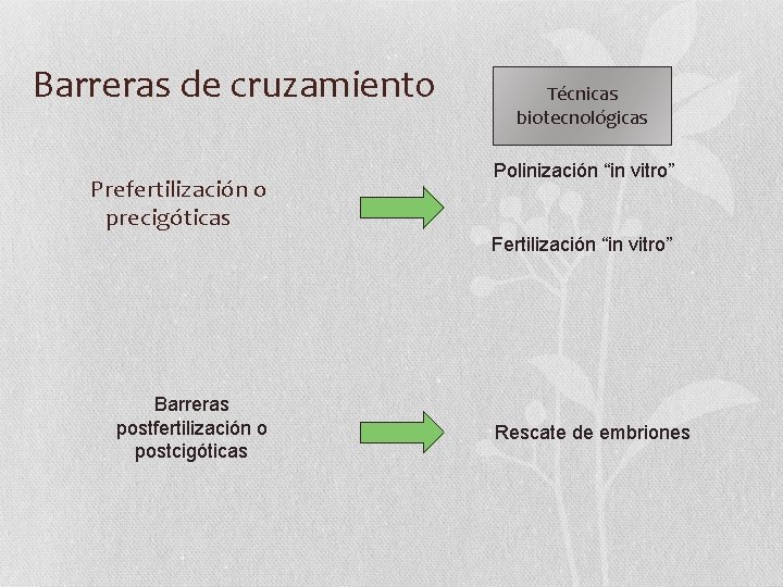 Barreras de cruzamiento Prefertilización o precigóticas Técnicas biotecnológicas Polinización “in vitro” Fertilización “in vitro”