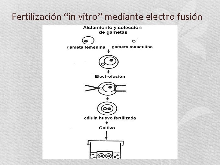 Fertilización “in vitro” mediante electro fusión 