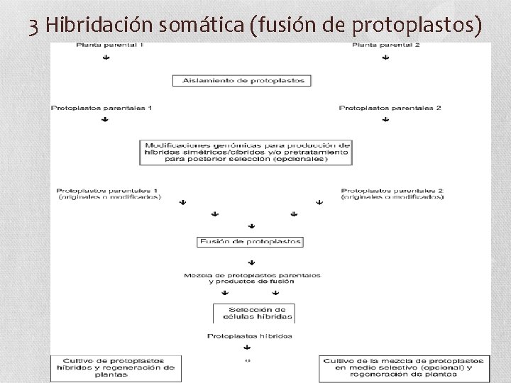 3 Hibridación somática (fusión de protoplastos) 