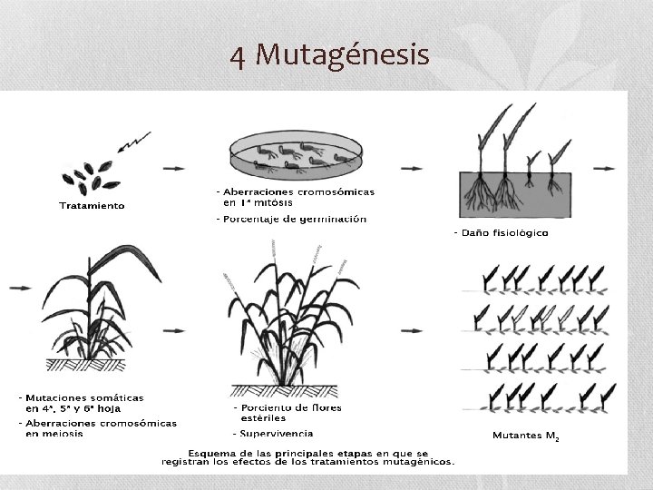 4 Mutagénesis 