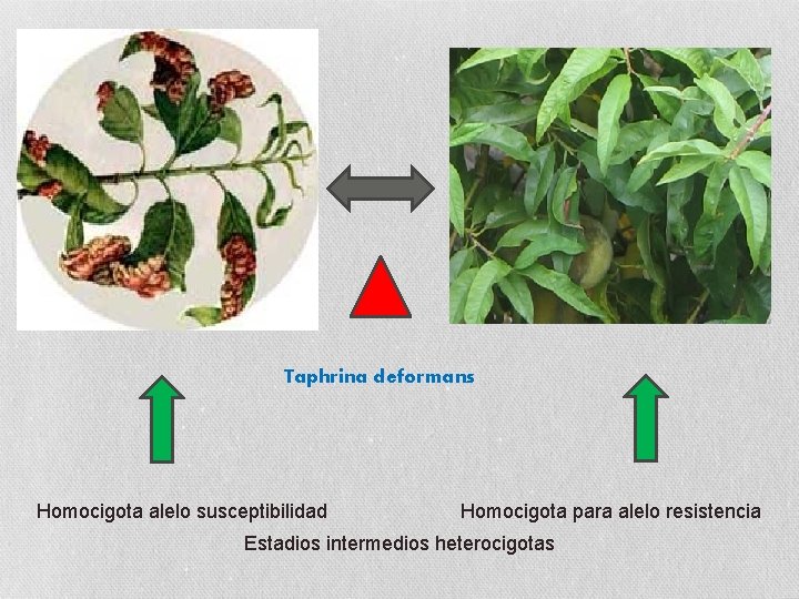 Taphrina deformans Homocigota alelo susceptibilidad Homocigota para alelo resistencia Estadios intermedios heterocigotas 