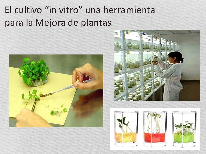 El cultivo “in vitro” una herramienta para la Mejora de plantas 