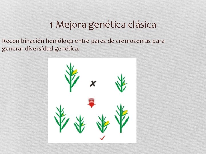 1 Mejora genética clásica Recombinación homóloga entre pares de cromosomas para generar diversidad genética.