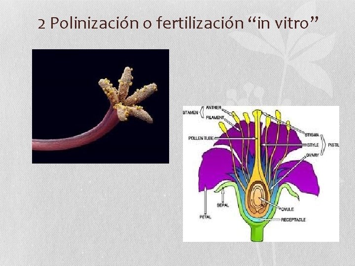 2 Polinización o fertilización “in vitro” 