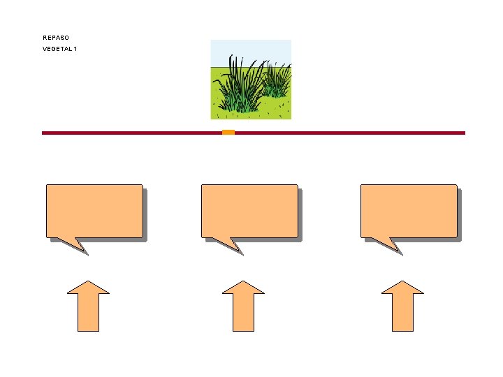 REPASO VEGETAL 1 