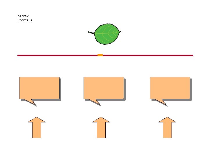 REPASO VEGETAL 1 