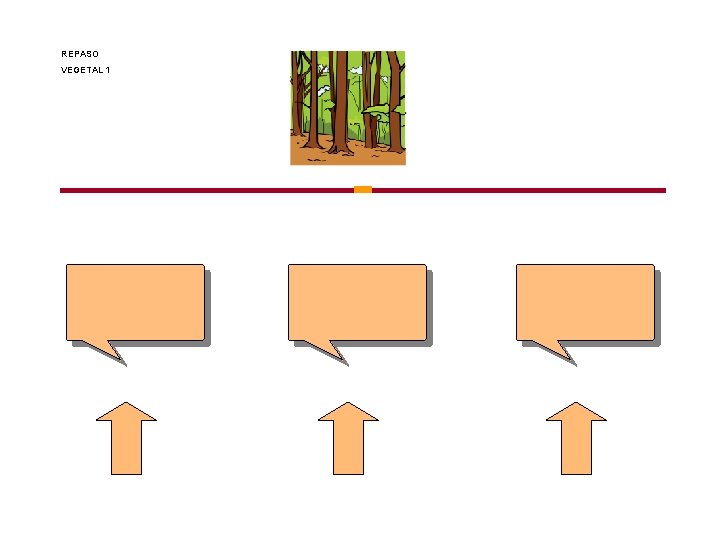 REPASO VEGETAL 1 