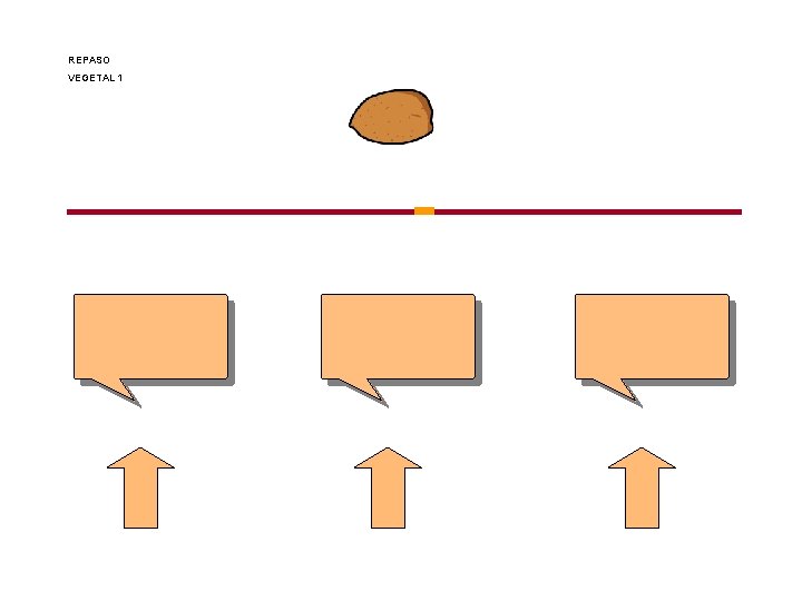 REPASO VEGETAL 1 