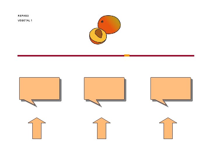 REPASO VEGETAL 1 