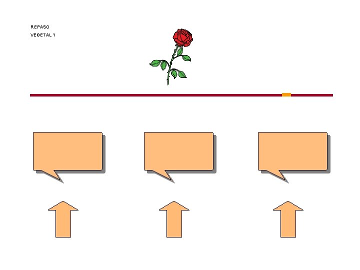 REPASO VEGETAL 1 