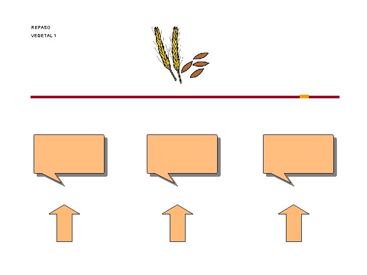 REPASO VEGETAL 1 